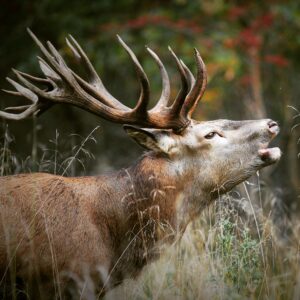 Brølende hjort i naturen