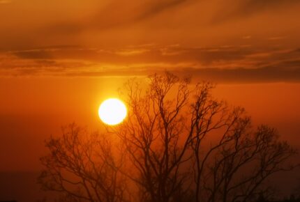 Solnedgang over træer og himlen