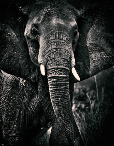 Elefant.Tanzania.Mikumi national park.foto Bo Jarner.200105