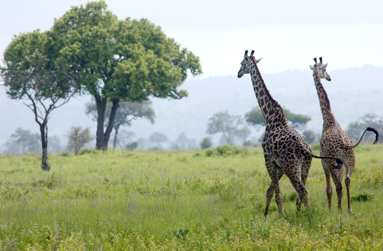 Giraf.Tanzania.Mikumi national park.foto Bo Jarner.200105
