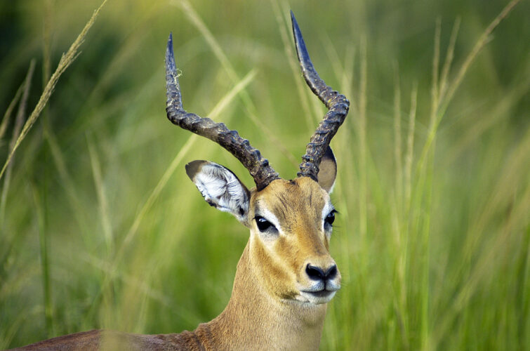 Afrika.Malavi.Liwonde national park.Impala.foto Bo Jarner.100305
